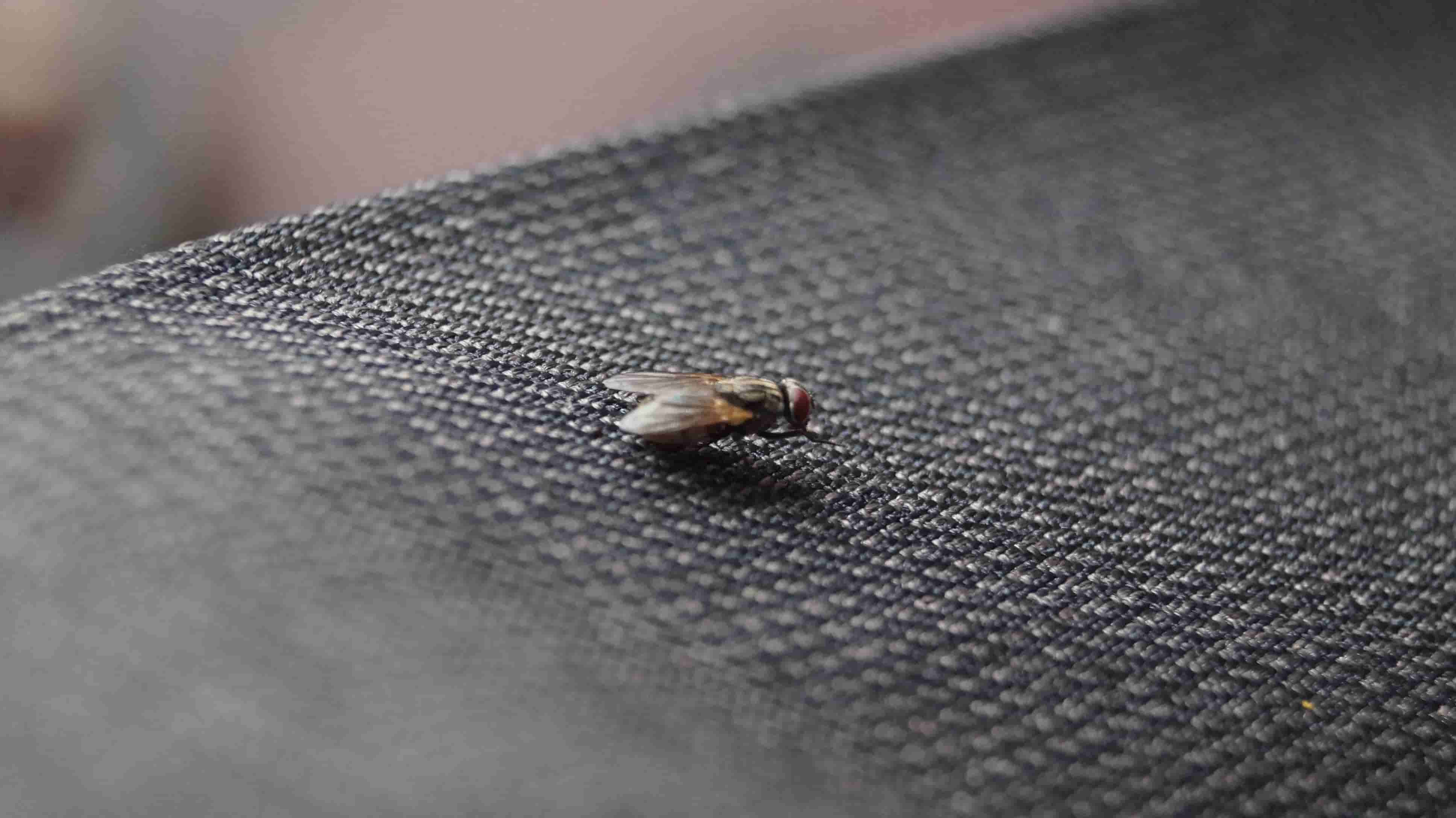 image of fly sat on black sofa