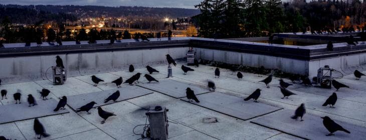 Bird Removal London