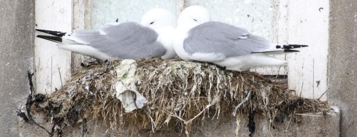Bird proofing London