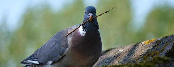 Pigeon Dropping Removal Salisbury