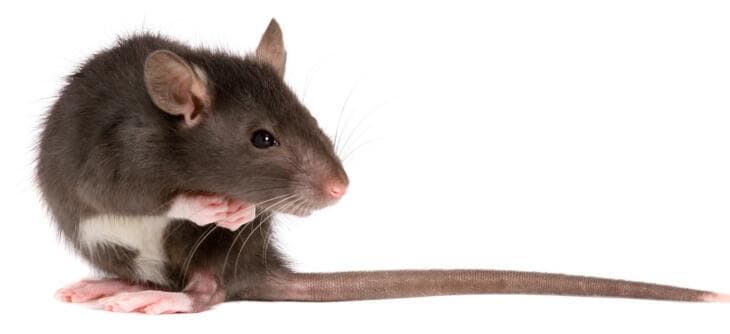 Rodent prevention London