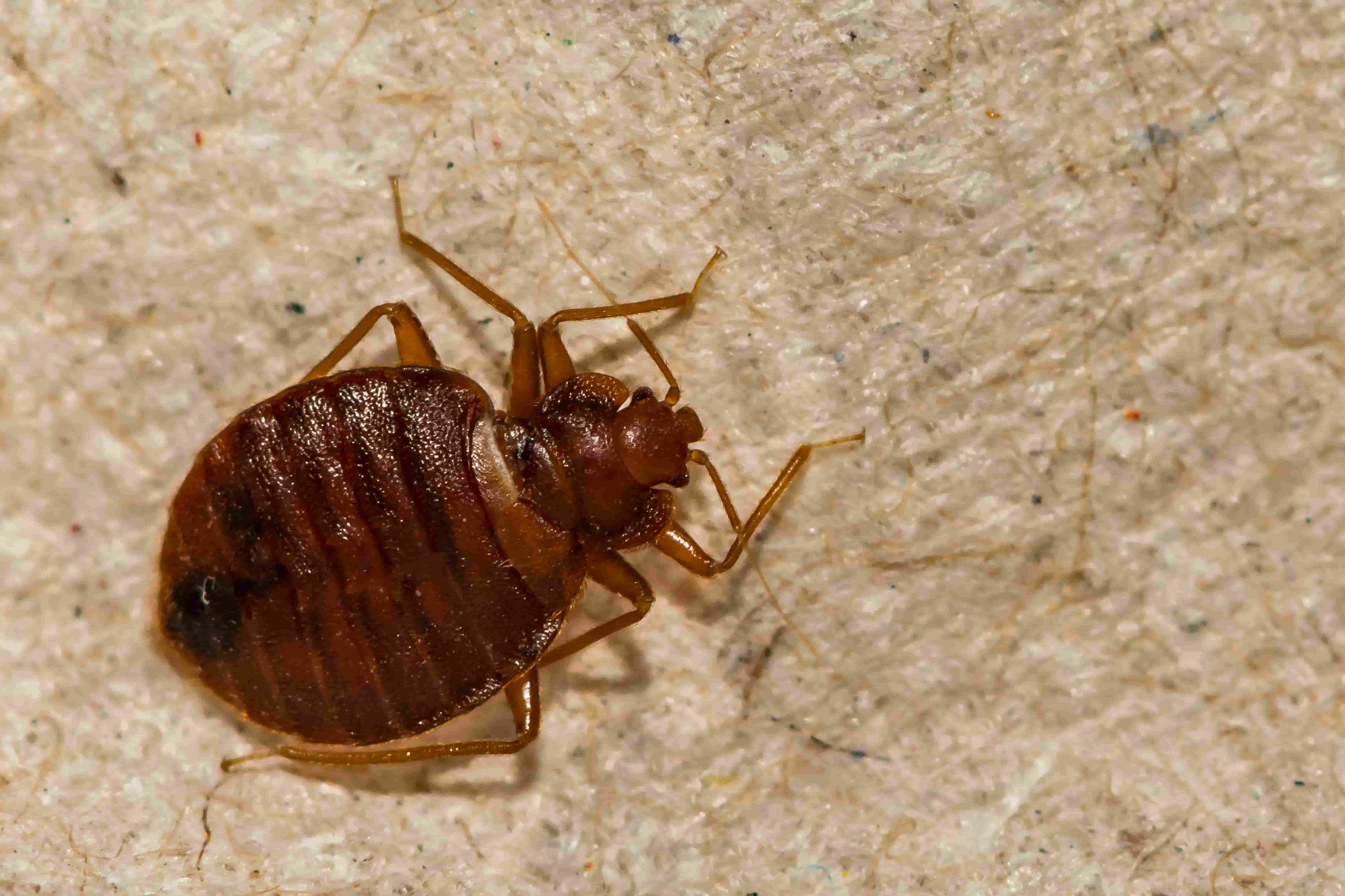 How To Get Rid Of Bed Bugs